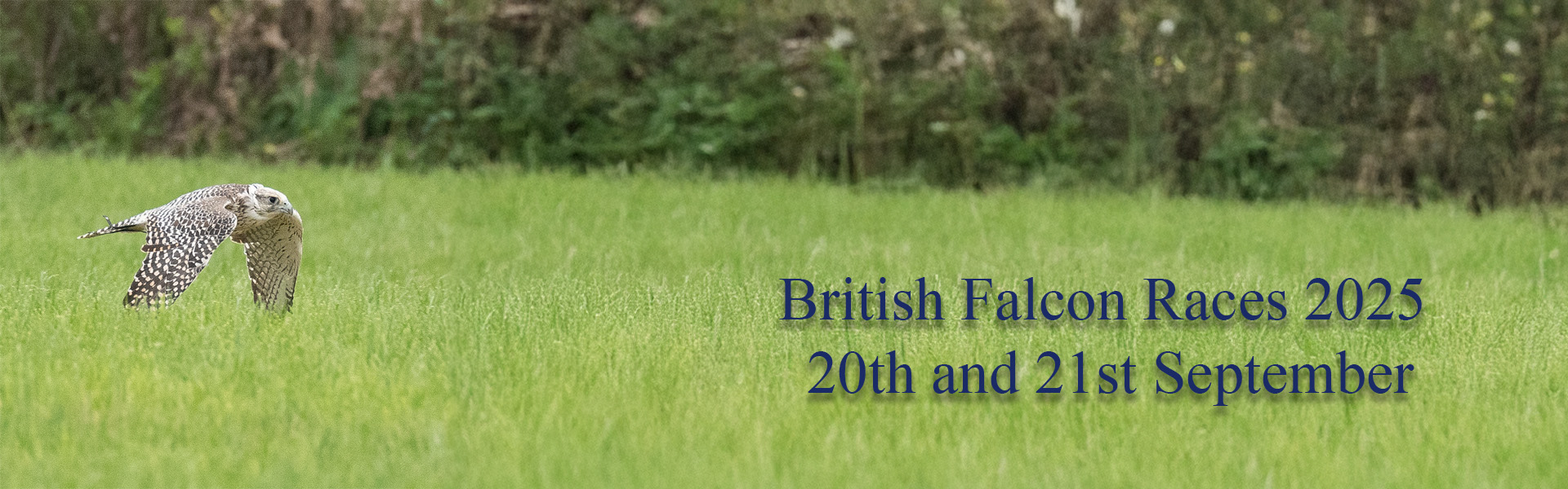 British Falcon Races 2025 – 20th and 21st September